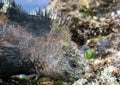 Galapagos Marine Iguana