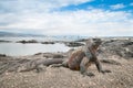 Galapagos marine iguana alert on the beach Royalty Free Stock Photo