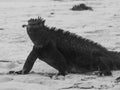 Galapagos marine iguana, Amblyrhynchus cristatus, on beach in Galapagos Islands, Ecuador