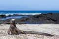 Galapagos Marine Iguana Amblyrhynchus Cristatus On A Beach, Santiago Island, Galapagos Islands, Ecuador