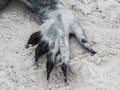 Galapagos marine iguana , Amblyrhynchus cristatus , closeup of paw Royalty Free Stock Photo