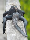 Galapagos marine iguana, Amblyrhynchus cristatus, resting on rail in Galapagos Islands, Ecuador Royalty Free Stock Photo