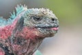 Galapagos Marine Iguana Royalty Free Stock Photo