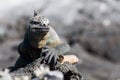 Galapagos Marine Iguana Amblyrhynchus cristatus on lava rock, Galapagos Islands Royalty Free Stock Photo