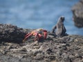 Galapagos Marine Iguana Amblyrhynchus cristatus and Red Rock Crab Grapsus grapsus Royalty Free Stock Photo