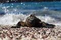 Galapagos Marine Iguana Amblyrhynchus cristatus on sunning itself on a beach, Galapagos Islands Royalty Free Stock Photo