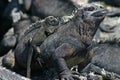 Galapagos Marine Iguana and Baby Royalty Free Stock Photo