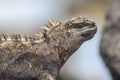 Galapagos Marine Iguana close shot Royalty Free Stock Photo