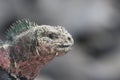 Galapagos Marine Iguana close up Royalty Free Stock Photo