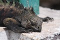 Galapagos Marine Iguana close up Royalty Free Stock Photo