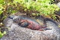 Galapagos Marine Iguana, Espanola Island, Ecuador Royalty Free Stock Photo