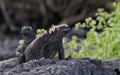 Galapagos marine iguana family Royalty Free Stock Photo