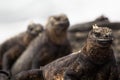 Galapagos Marine Iguana Royalty Free Stock Photo