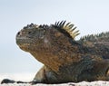 Galapagos Marine Iguana Profile Royalty Free Stock Photo