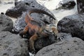 Galapagos Marine Iguana resting on lava rocks Royalty Free Stock Photo