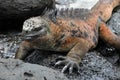 Galapagos Marine Iguana resting on lava rocks Royalty Free Stock Photo