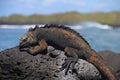 Galapagos Marine Iguana resting on lava rocks Royalty Free Stock Photo