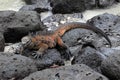 Galapagos Marine Iguana resting on lava rocks Royalty Free Stock Photo