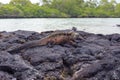 Galapagos Marine Iguana resting on lava rocks Royalty Free Stock Photo