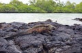 Galapagos Marine Iguana resting on lava rocks Royalty Free Stock Photo