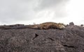 Galapagos Marine Iguana resting on lava rocks Royalty Free Stock Photo