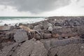 Galapagos Marine Iguana resting on lava rocks Royalty Free Stock Photo