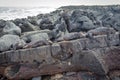 Galapagos Marine Iguana resting on lava rocks Royalty Free Stock Photo