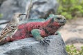 Galapagos Marine Iguana resting on rocks Royalty Free Stock Photo