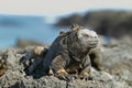 Galapagos Marine Iguana resting on rocks Royalty Free Stock Photo