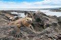 Galapagos marine iguana on a rocky outcrop Royalty Free Stock Photo