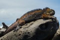 Galapagos marine iguana, San Cristobal island, Ecuador Royalty Free Stock Photo