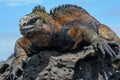 Galapagos marine iguana, San Cristobal island, Ecuador Royalty Free Stock Photo
