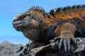 Galapagos marine iguana, San Cristobal island, Ecuador Royalty Free Stock Photo