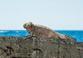 Galapagos Marine Iguana warming in the suns rays