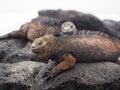 Galapagos marine iguanas, Amblyrhynchus cristatus, resting on rocks in Galapagos Islands, Ecuador Royalty Free Stock Photo