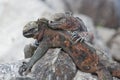 Galapagos Marine Iguanas basking