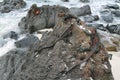 Galapagos Marine Iguanas resting on rocks Royalty Free Stock Photo