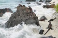 Galapagos Marine Iguanas resting on rocks