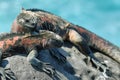 Galapagos Marine Iguanas resting on rocks Royalty Free Stock Photo