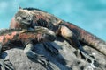 Galapagos Marine Iguanas resting on rocks