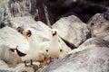 Galapagos Masked Booby