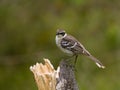 Galapagos Mockingbird