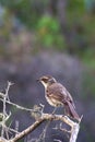 Galapagos Mockingbird 833363