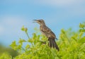 Galapagos Mockingbird