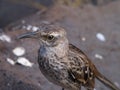 Galapagos mockingbird, Mimus parvulus, on Santa Cruz Island