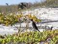 Galapagos Mockingbird, Nesomimus parvulus, on colorful coastal vegetation, Santa Cruz, Galapagos Islands, Ecuador