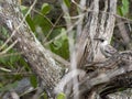 Galapagos Mockingbird, Nesomimus parvulus, on colorful coastal vegetation, Santa Cruz, Galapagos Islands, Ecuador