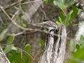 Galapagos Mockingbird, Nesomimus parvulus, looking for food in branches, Santa Cruz, Galapagos Islands, Ecuador