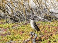Galapagos Mockingbird, Nesomimus parvulus, looking for food in branches, Santa Cruz, Galapagos Islands, Ecuador