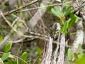 Galapagos Mockingbird, Nesomimus parvulus, looking for food in branches, Santa Cruz, Galapagos Islands, Ecuador